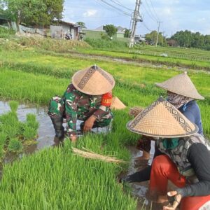 Sistem Jajar Legowo, Babinsa Serka Sumiadi Dampingi Petani di Tanjung