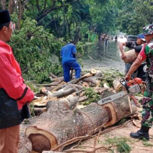Hujan Deras dan Angin Kencang, Babinsa dan BPBD Atasi Pohon Tumbang