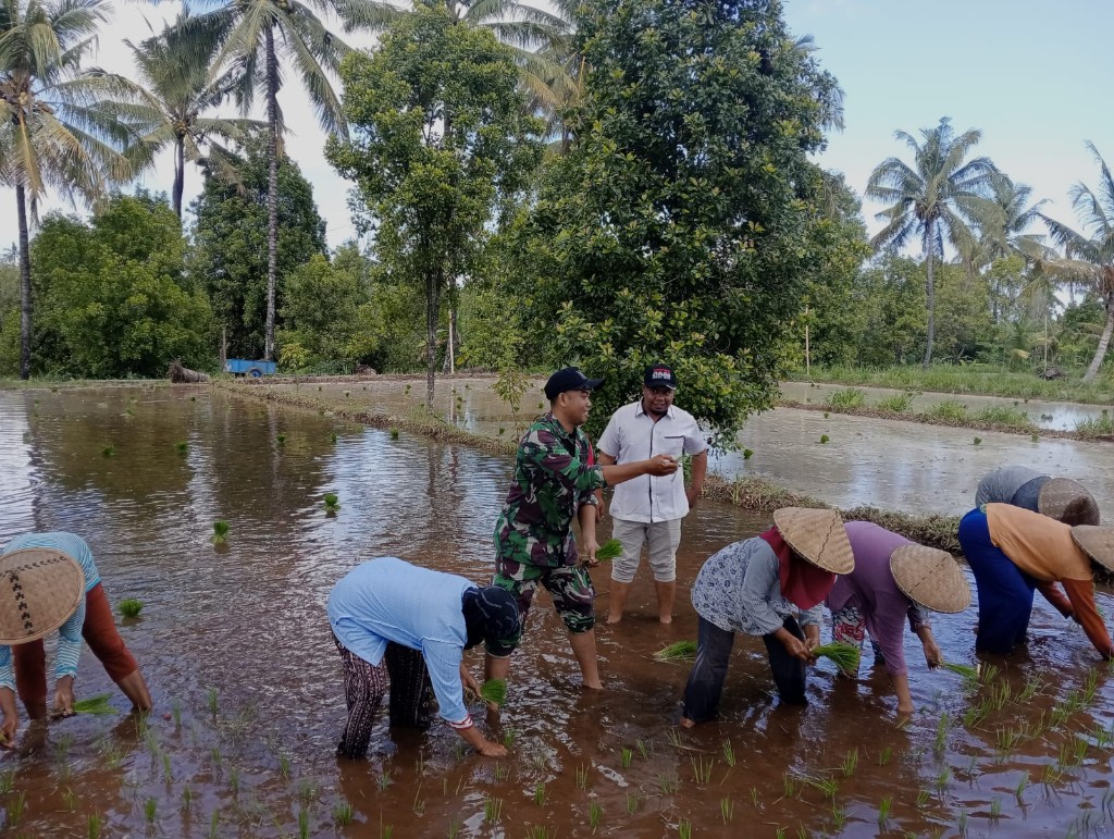 Babinsa dan PPL Bersinergi Tanam Padi di Lombok Utara