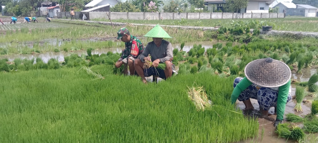 TNI Dampingi Musim Tanam di Karang Amor