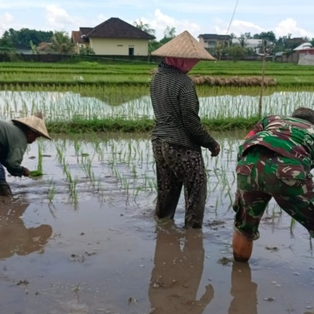 Babinsa Sokong Turun ke Sawah, Bantu Petani Tanam Padi