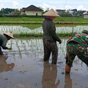Babinsa Sokong Turun ke Sawah, Bantu Petani Tanam Padi