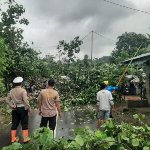 Detik-Detik Pohon Tumbang di Sekotong: Polisi-Warga Bersatu Buka Jalan Kembali