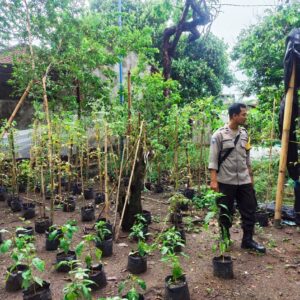 Dukung Ketahanan Pangan, Warga Bengkel Manfaatkan Pekarangan