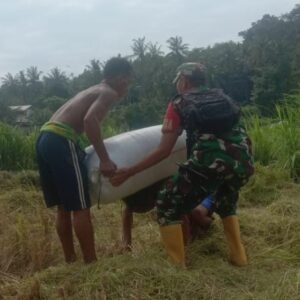 Babinsa Lembah Sari Dampingi Panen Padi Poktan Lendang Re