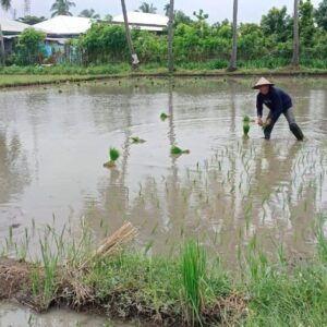 Babinsa Sokong Dampingi Petani Tanam Padi dengan Metode Tandur Joget