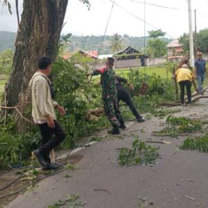 Antisipasi Cuaca Ekstrem, Pemangkasan Pohon di KLU Dapat Apresiasi Masyarakat