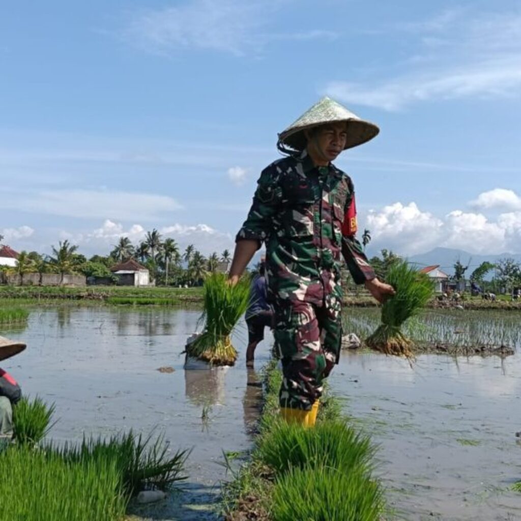 Babinsa Koramil 1606-09/Ampenan Aktif Bantu Petani Tingkatkan Produksi