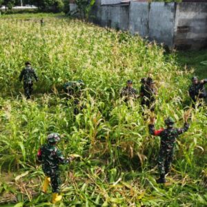 Kodim 1606/Mataram dan Petani Panen Jagung
