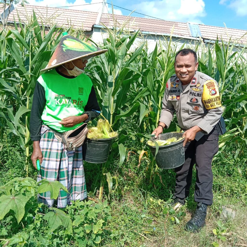 Bhabinkamtibmas Desa Bagik Polak Barat Ajak Petani Jagung Maju, Dukung Ketahanan Pangan