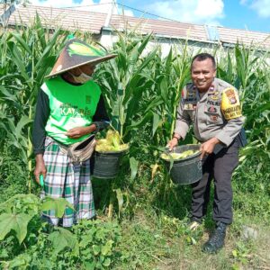 Semangat Baru! Bhabinkamtibmas Bagik Polak Barat Motivasikan Petani Jagung