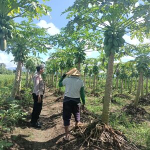 Bhabinkamtibmas Ombe Baru Ajak Warga Manfaatkan Lahan Kosong untuk Pertanian