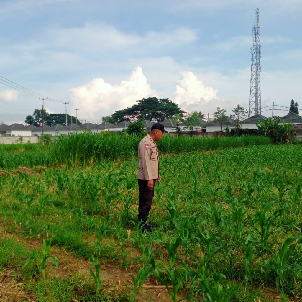 Dukung Pertanian, Kapolsek Labuapi Kunjungi Petani Jagung Karang Bongkot