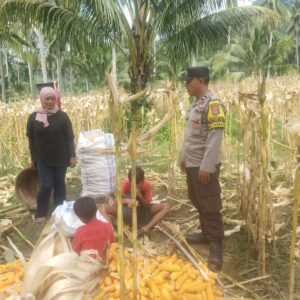 Polri Turun ke Sawah! Bhabinkamtibmas Pantau Panen Jagung di Sekotong