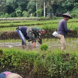 Peran Babinsa dalam Meningkatkan Produktivitas Petani di Lombok Utara