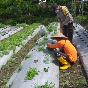 Ketahanan Pangan Dimulai dari Desa, Polisi Turun Tangan