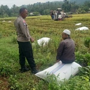 Bhabinkamtibmas Hadir Saat Panen, Warga Terharu