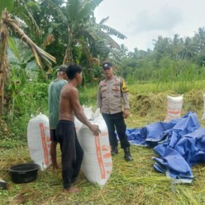 Polisi Hadir di Tengah Panen Petani Lombok Barat, Harkamtibmas Terjaga