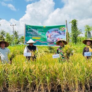 Petani Lombok Utara Semarakkan Panen Serentak Bersama Presiden