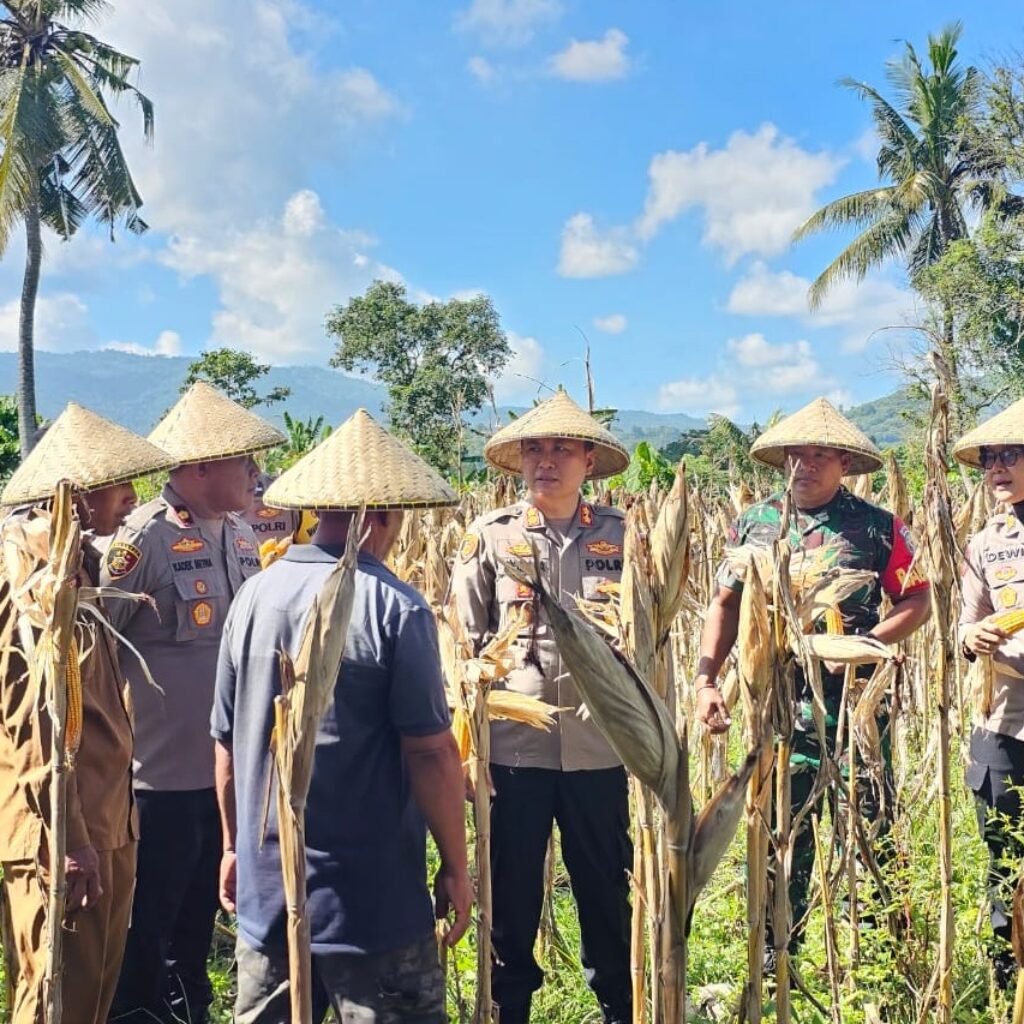 Kapolres Lombok Barat Hadiri Panen Raya Jagung, Sinergi Polri dan Petani Jaga Ketahanan Pangan