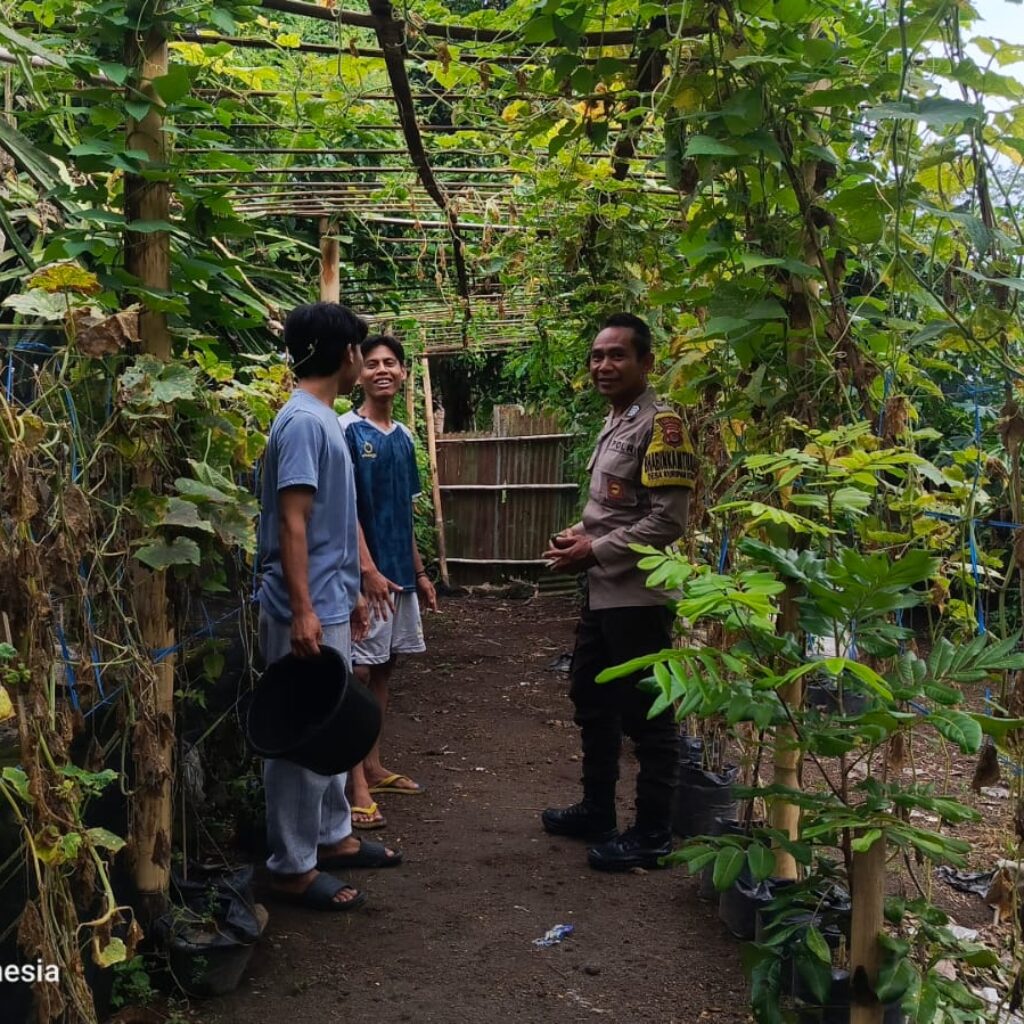 Lombok Barat, NTB – Kepolisian Sektor Kuripan, melalui personel Bhabinkamtibmasnya, terus menunjukkan komitmen dalam mendekatkan diri dengan masyarakat sekaligus mendukung program-program strategis pemerintah hingga ke tingkat akar rumput. Salah satu wujud nyata dari upaya ini terlihat pada Rabu (14/05/2025), ketika Bhabinkamtibmas Desa Kuripan Utara melaksanakan kunjungan dan silaturahmi di Dusun Pesongoran. Fokus utama kunjungan kali ini adalah menyambangi Komunitas Pemuda Peduli Lingkungan yang berlokasi di dusun tersebut. Pertemuan yang berlangsung santai namun penuh makna ini dimulai sekitar pukul 09.30 WITA dan dihadiri oleh sejumlah perwakilan pemuda anggota komunitas. Meningkatkan Sinergi dan Kesadaran Pangan Lokal Kegiatan yang diinisiasi oleh Bhabinkamtibmas Desa Kuripan Utara ini bertujuan ganda: pertama, mempererat jalinan silaturahmi dan komunikasi yang sudah terjalin baik antara pihak kepolisian dengan warga binaan, khususnya komunitas pemuda. Kedua, dan tak kalah pentingnya, adalah mensosialisasikan serta mendorong partisipasi aktif komunitas dalam program ketahanan pangan nasional, dengan fokus pada skala rumah tangga dan komunitas. Di tengah tantangan global terkait ketersediaan pangan, inisiatif di tingkat lokal seperti yang digaungkan oleh Bhabinkamtibmas ini menjadi sangat relevan. Konsep ketahanan pangan yang disampaikan merujuk pada kemandirian dalam memenuhi kebutuhan pangan keluarga atau komunitas, salah satunya melalui pemanfaatan lahan pekarangan kosong yang kerap kali belum termanfaatkan secara optimal. Pentingnya Peran Pemuda dan Pemanfaatan Pekarangan Memilih Komunitas Pemuda Peduli Lingkungan sebagai sasaran sosialisasi bukanlah tanpa alasan. Kaum muda memiliki energi, kreativitas, dan potensi besar sebagai agen perubahan di masyarakat. Keterlibatan mereka dalam program ketahanan pangan diharapkan dapat menjadi penggerak dan contoh bagi warga lainnya, sekaligus menumbuhkan kesadaran akan pentingnya kemandirian pangan dari usia dini. Dalam dialog yang interaktif, Bhabinkamtibmas menjelaskan betapa mudahnya memulai program ketahanan pangan mandiri. Dengan menanam sayuran atau tanaman pangan lainnya di pekarangan kosong, warga dapat menghasilkan sumber pangan yang sehat, segar, dan tentunya menghemat biaya belanja. Selain itu, kegiatan berkebun juga bisa menjadi hobi positif yang produktif bagi para pemuda. Berbagai jenis sayuran yang cocok ditanam di pekarangan, seperti cabai, tomat, terong, bayam, atau kangkung, dibahas sebagai contoh konkret. Dukungan Penuh dari Pihak Kepolisian Sektor Kuripan Menanggapi kegiatan positif ini, Kapolres Lombok Barat, Polda NTB, AKBP Yasmara Harahap, S.I.K., melalui Kapolsek Kuripan, Polres Lombok Barat, Ipda I Wayan Eka Ariyana, S.H., menyampaikan apresiasinya. Menekankan bahwa kegiatan seperti ini merupakan bagian integral dari tugas kepolisian, khususnya Bhabinkamtibmas, dalam melakukan pembinaan masyarakat. "Kegiatan ini sangat positif. Kami dari Kepolisian, khususnya Bhabinkamtibmas, memiliki peran strategis dalam membina masyarakat hingga ke tingkat dusun. Program ketahanan pangan ini bukan hanya soal menanam, tapi juga membangun kemandirian masyarakat," ujar Ipda I Wayan Eka Ariyana. Kapolsek menambahkan, bahwa mengapresiasi partisipasi aktif komunitas pemuda di Kuripan Utara ini. “Mereka adalah aset penting dalam mewujudkan lingkungan yang lestari sekaligus mendukung ketahanan pangan lokal. Sinergi antara Polri dan masyarakat, terutama generasi muda, sangat krusial untuk menjaga stabilitas dan kesejahteraan,” ujarnya.