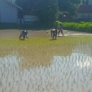 Sinergi TNI dan Petani Wujudkan Ketahanan Pangan di Menggala