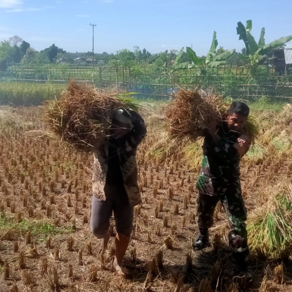 Sinergi TNI dan Petani: Babinsa Bantu Panen Padi