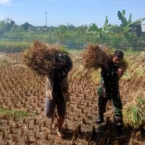 Sinergi TNI dan Petani: Babinsa Bantu Panen Padi