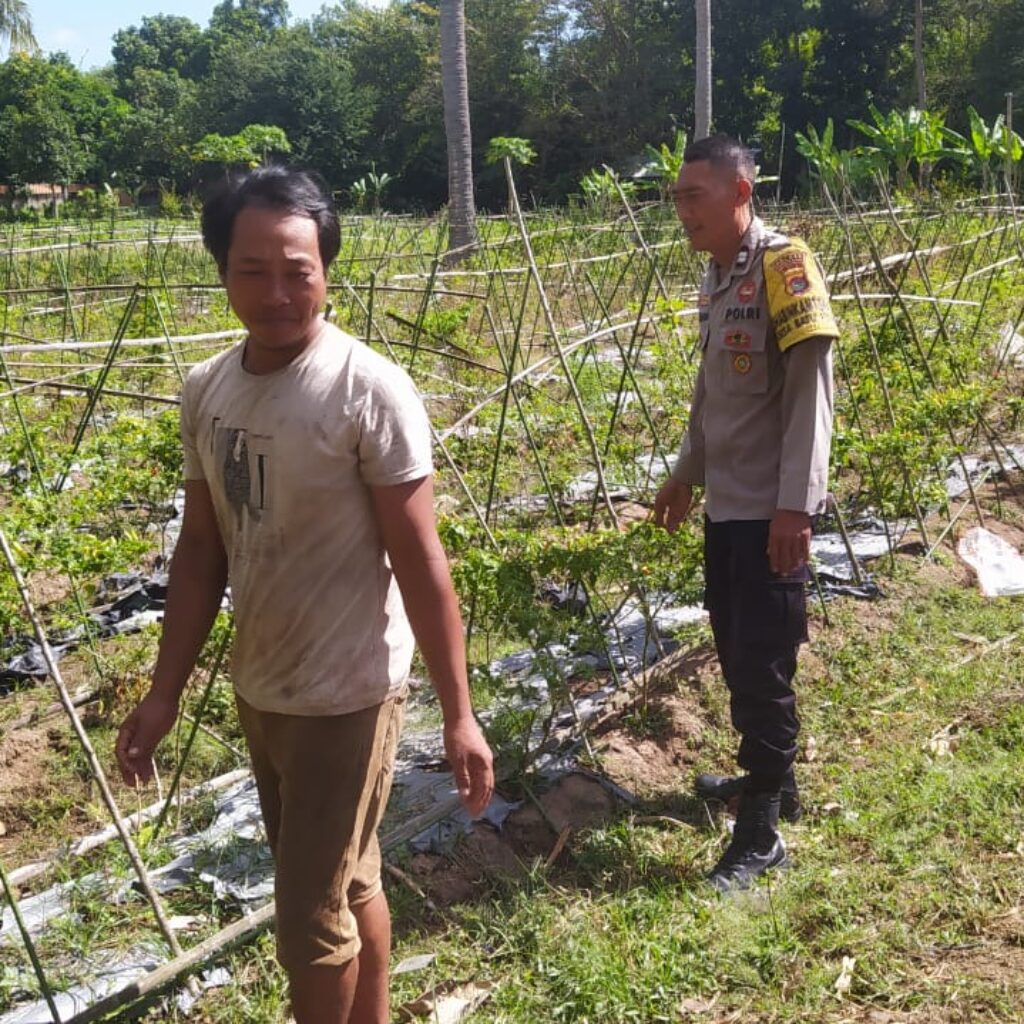 Polisi Aktif Bina Petani Cabai, Dorong Ketahanan Pangan Lombok Barat