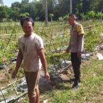 Polisi Aktif Bina Petani Cabai, Dorong Ketahanan Pangan Lombok Barat