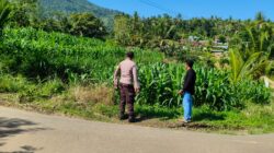 Sinergi Polri dan Petani Dorong Produktivitas Jagung di Lembar