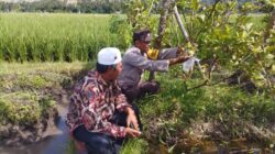 Bhabinkamtibmas Gapuk Dukung Petani Jambu Kristal di Gerung