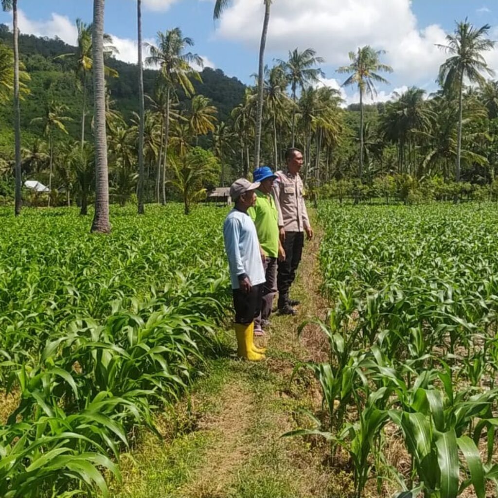 Dari Sekotong untuk Indonesia Budidaya Jagung Perkuat Pangan