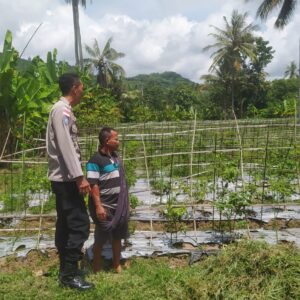 Sinergi Polri dan Petani di Batu Putih Dorong Ketahanan Pangan