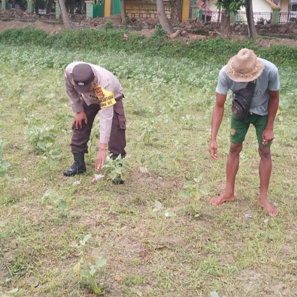 Ketahanan Pangan Lokal, Inisiatif Bhabinkamtibmas di Lombok Barat