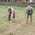 Optimalisasi Lahan Pertanian Desa Taman Ayu, Polri Ambil Peran Strategis