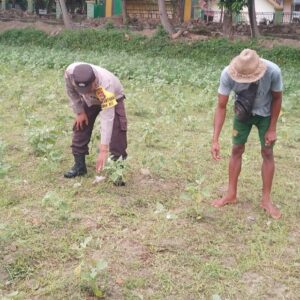 Optimalisasi Lahan Pertanian Desa Taman Ayu, Polri Ambil Peran Strategis