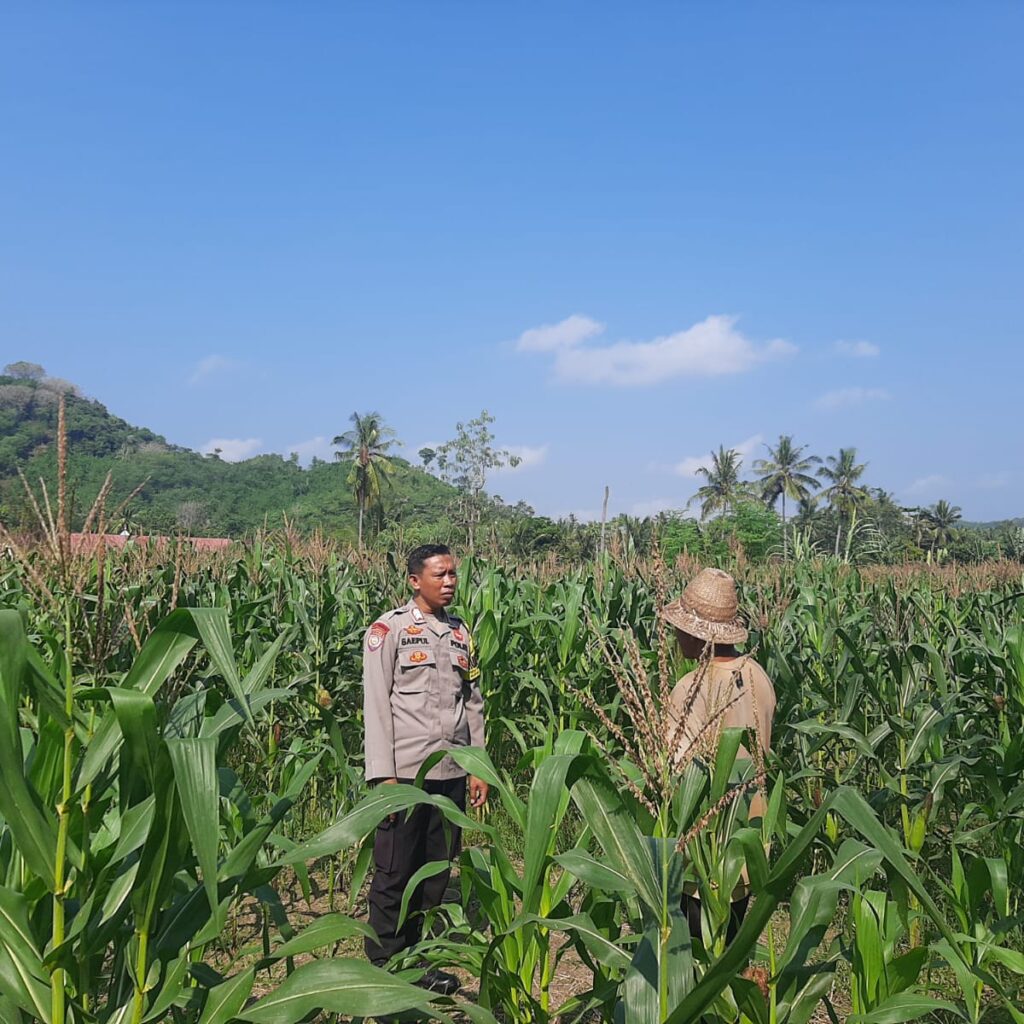 Kunjungan Humanis Bhabinkamtibmas ke Petani Jagung di Sekotong Timur