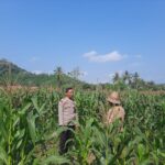 Sinergi Polri dan Petani Dusun Jelateng: Dorong Swasembada Jagung di Lombok Barat