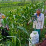 Polsek Kuripan Aktif Edukasi Petani Tanggapi Perubahan Iklim