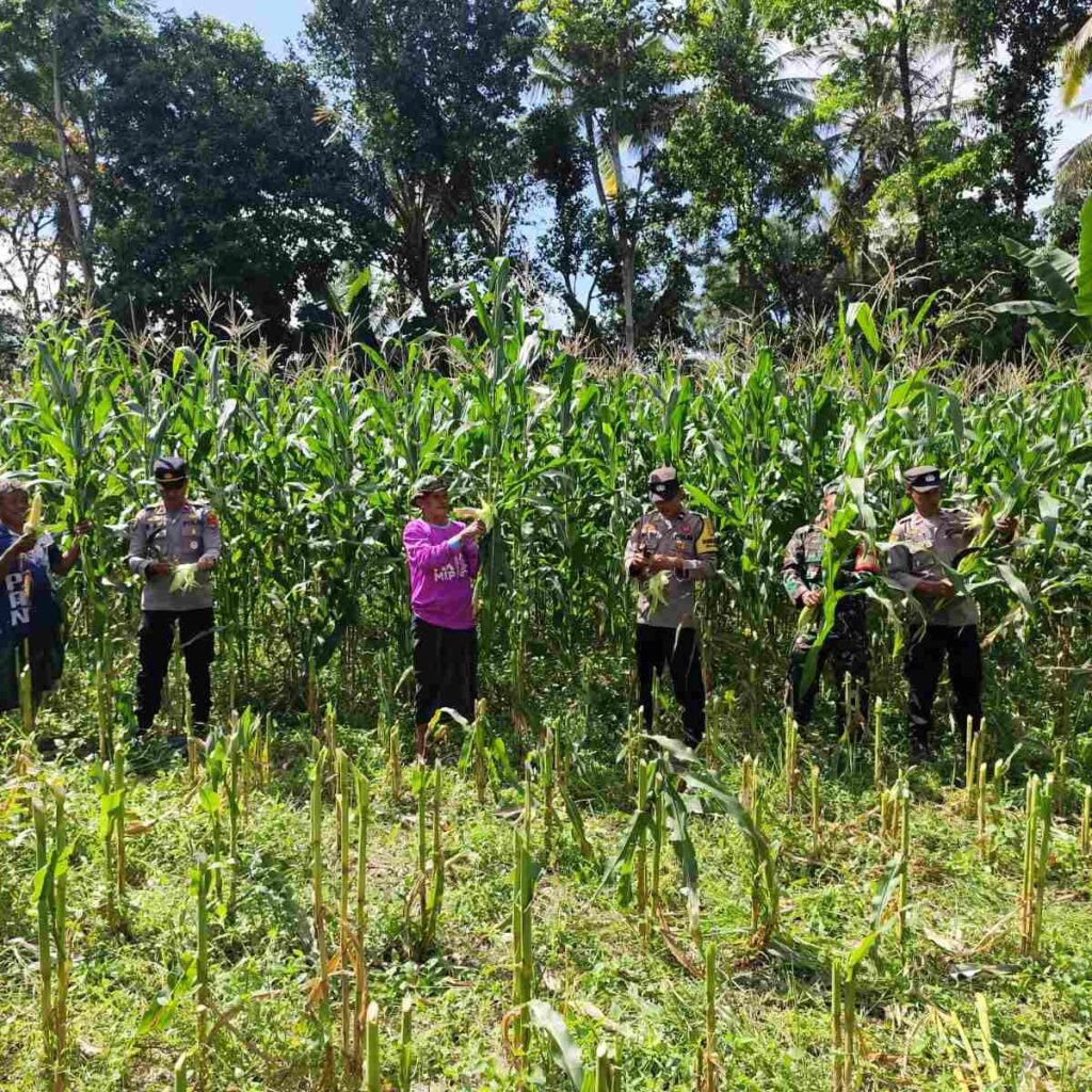 Sinergi Ketahanan Pangan: Panen Jagung Bersama di Kuripan, NTB