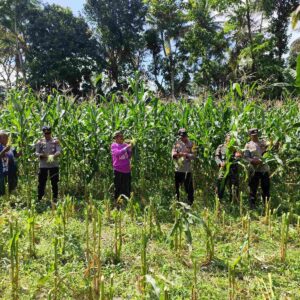 Sinergi Ketahanan Pangan: Panen Jagung Bersama di Kuripan, NTB