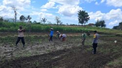 Peran Polri Dalam Swasembada Pangan di Sekotong, NTB