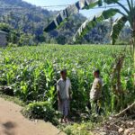 Peran Bhabinkamtibmas Lembar dalam Mendukung Petani Jagung Lokal