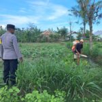 Bhabinkamtibmas Pelangan Aktif Dukung Ketahanan Pangan Lokal