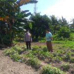 Bhabinkamtibmas Kuripan Aktif Bina Petani, Dukung Program Pangan Nasional