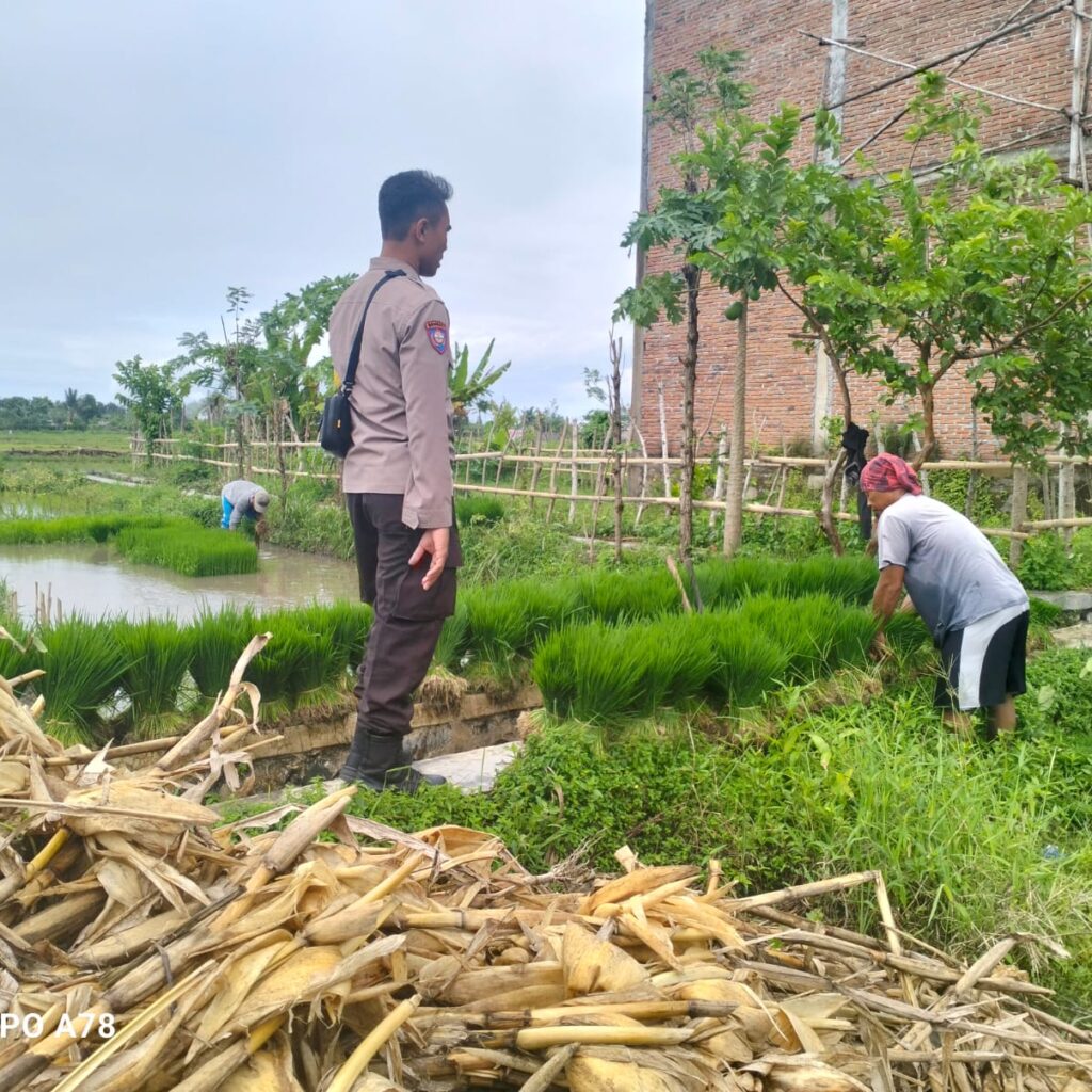 Polri Pantau Langsung Tanam Padi di Desa Lelede, Lombok Barat