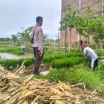 Peran Aktif Polri dalam Swasembada Pangan di NTB