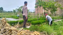 Peran Aktif Polri dalam Swasembada Pangan di NTB