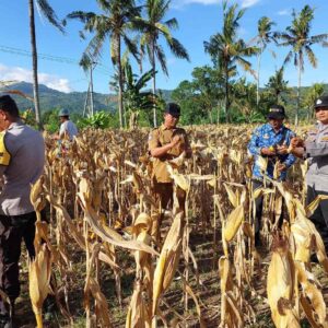 Dukungan Polsek Gerung untuk Petani Jagung Lombok Barat